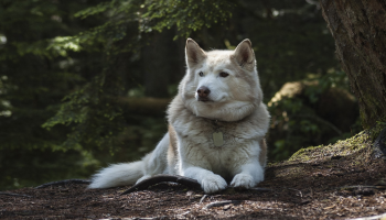 husky leżący w lesie