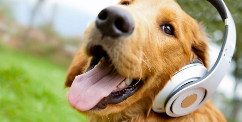 pies w słuchawkach