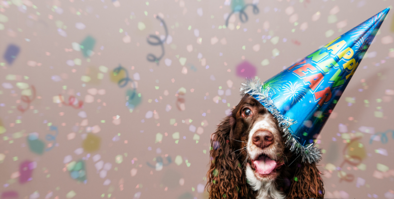 pies ubrany w czapkę świętuje nowy rok