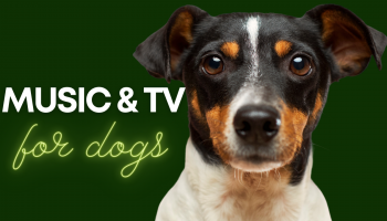 piesek i napis music & tv for dogs