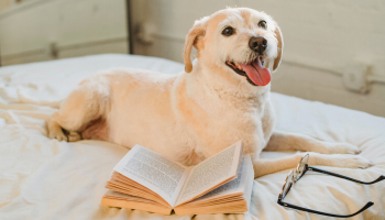 pies leży na łóżku, obok niego okulary i książka