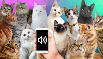 stado kotów, tło różowo-fioletowo-zielone, dłoń trzymająca smartfon na którym jest ikona głośnika