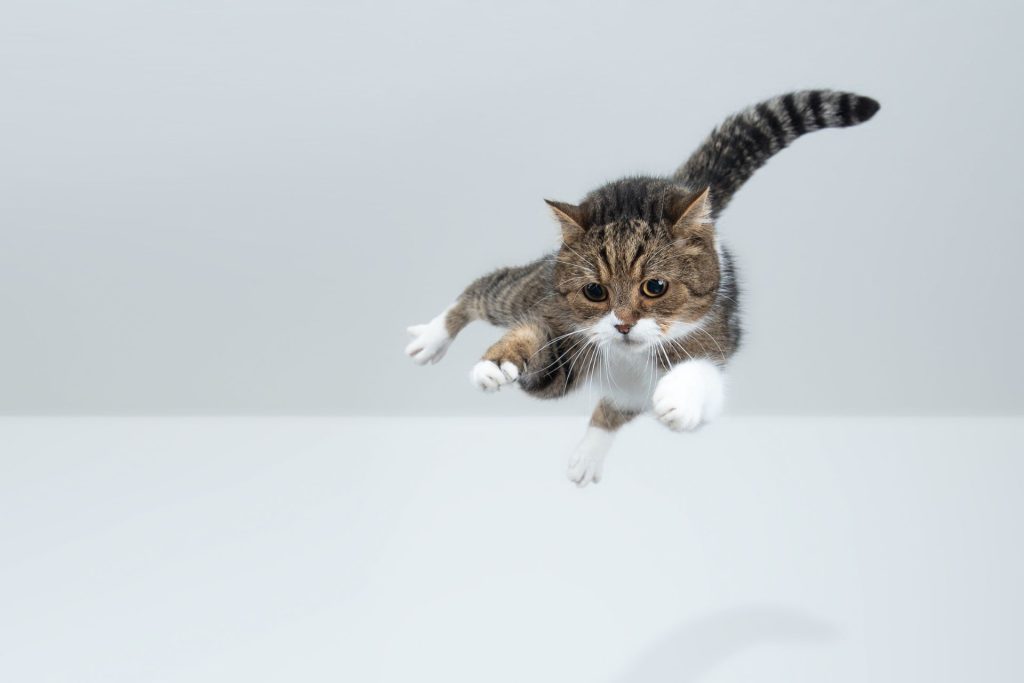 kot w powietrzu ma ogon do góry i jest skupiony, tło białe ściany i biała podłoga