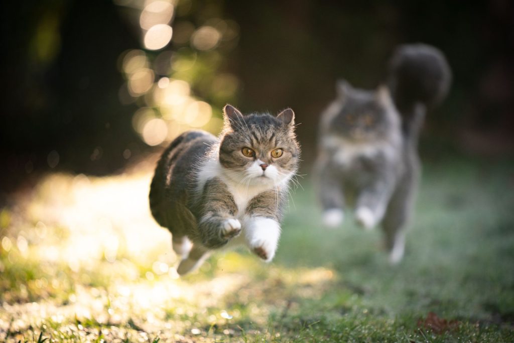 koty biegną po trawie, gdzie świeci słońce