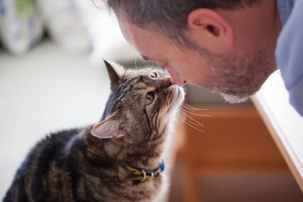 kot dotyka nosem twarzy właściciela