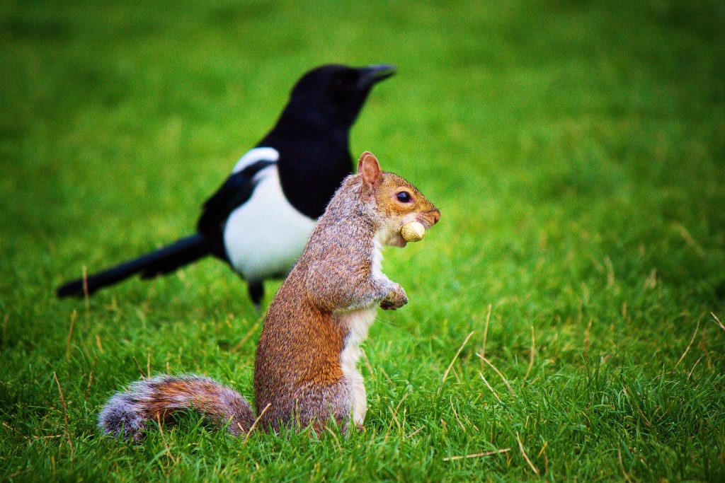squirrel and bird on the grass