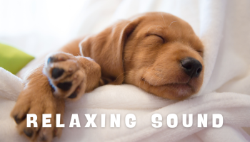 sleeping dog listening Vacuum Cleaner White Noise
