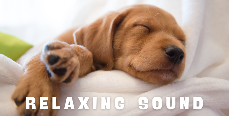 sleeping dog listening Vacuum Cleaner White Noise