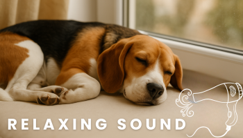 sleeping dog